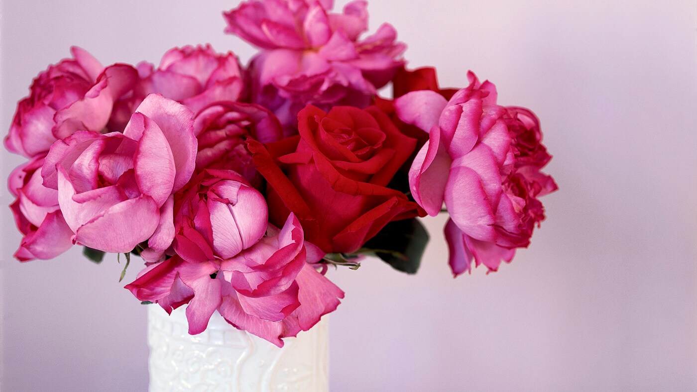 Stunning pink and red flowers symbolise romance.