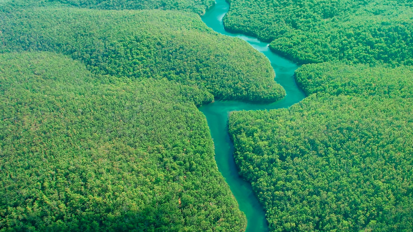 Aerial view of dark green forest and sparkling blue water.