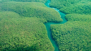 Revive the senses with green