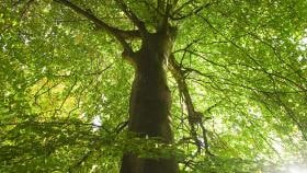 Denk jij groen genoeg?