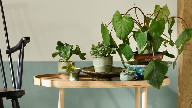 een Homalomena plant met daarachter een muur in de kleuren Green Tea en Early Dew