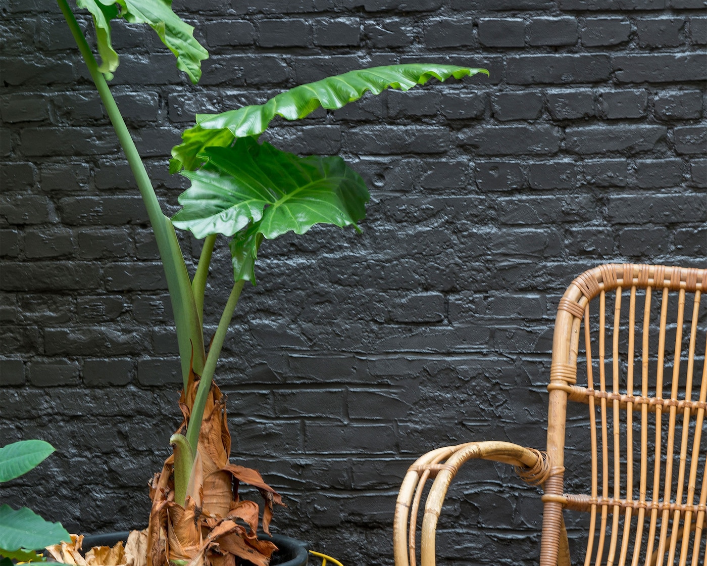 espace extérieur facade avec plantes