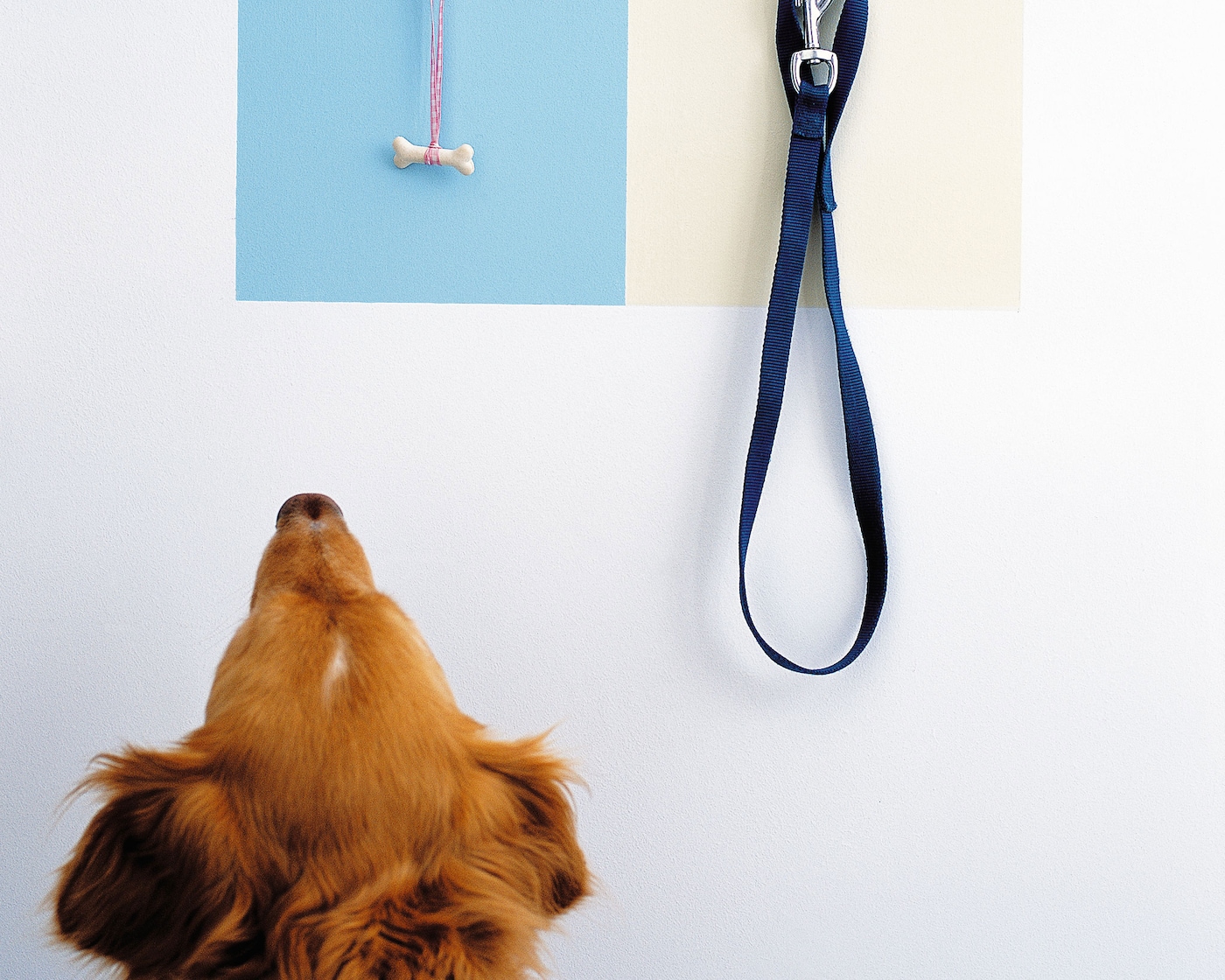 un couloir parfait à l'épreuve du chien