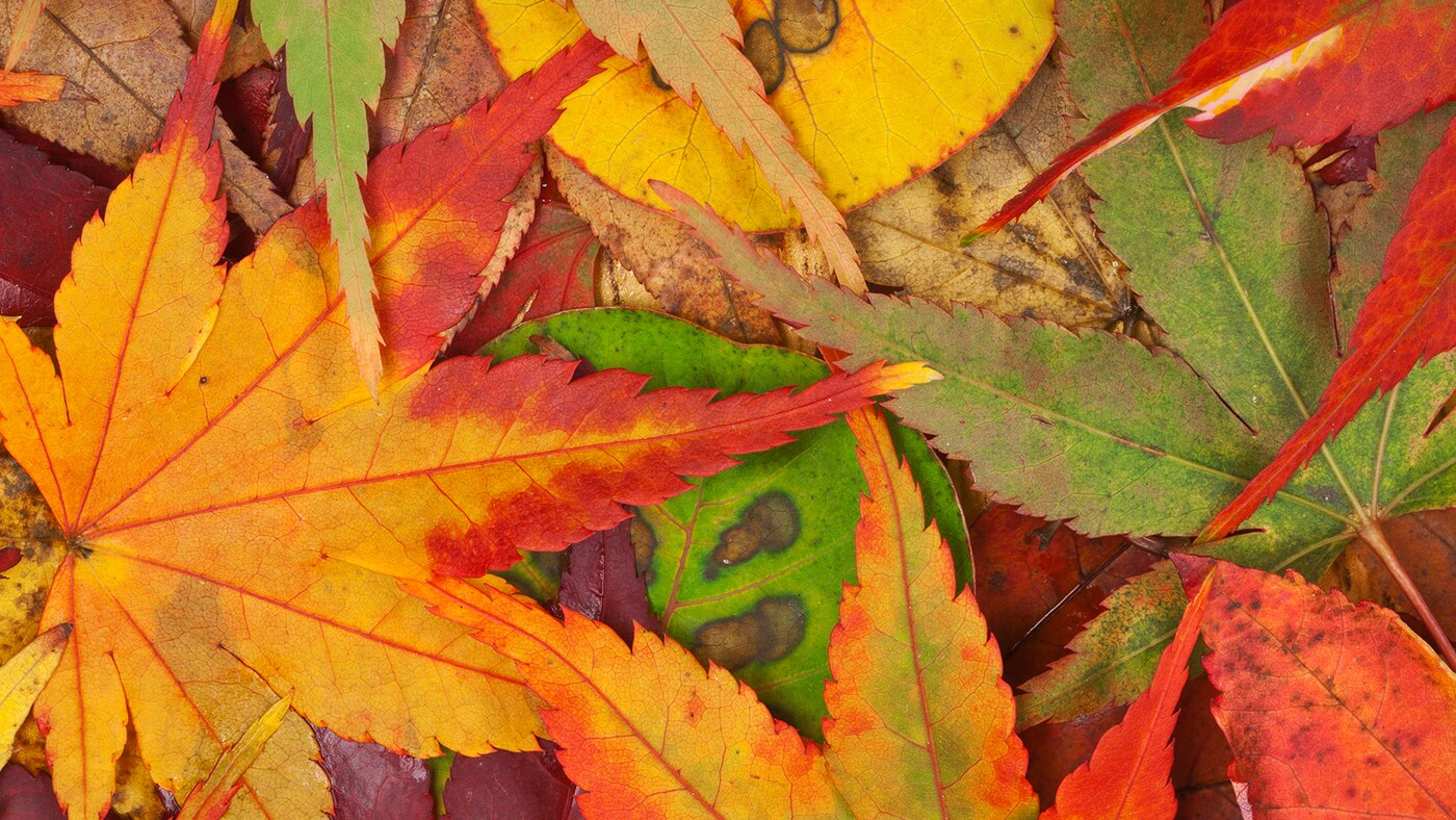 Herfstbladeren in gele en gouden kleuren.