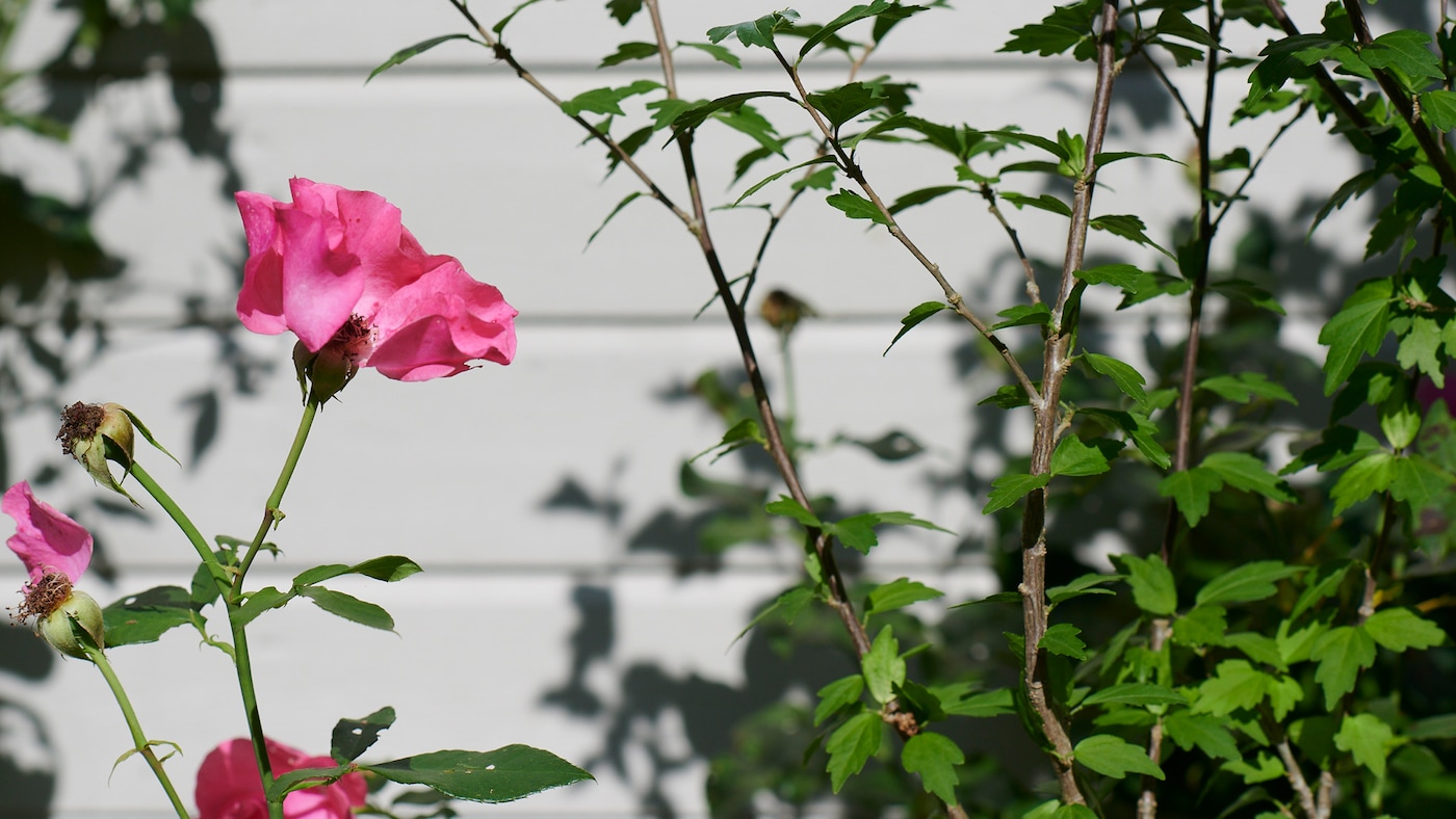 Beige hus og røde rosebusk