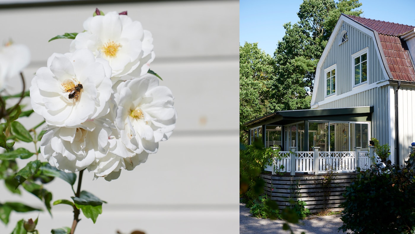 Beige husfarger malt på herskapelig villa med hvite roser