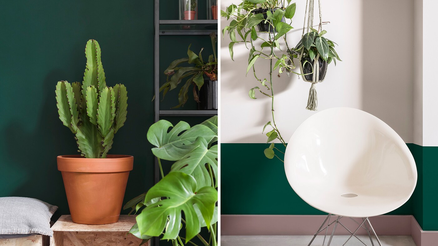 Grønne farger på veggen som harmonerer med grønne planter