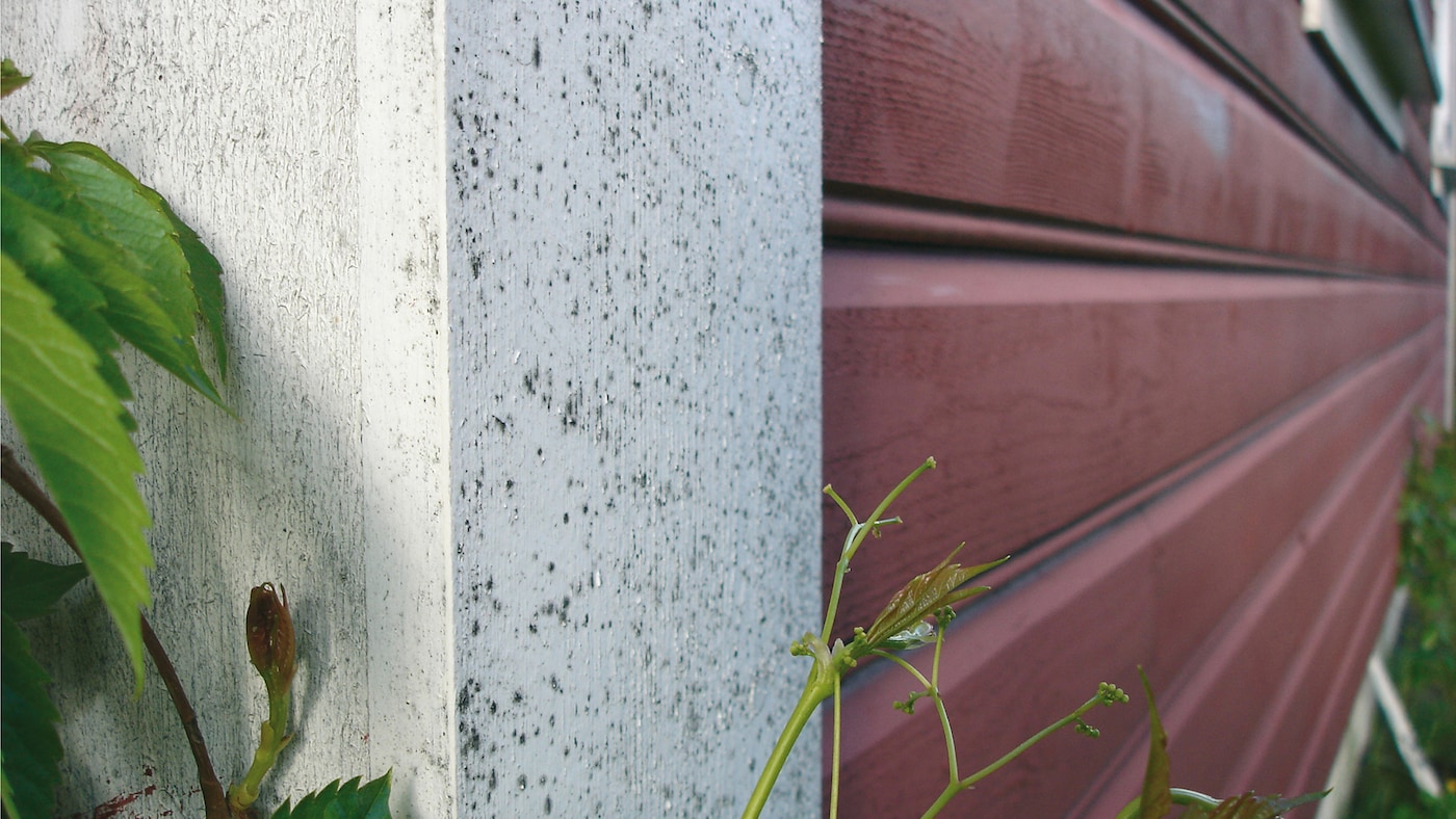 Svertesopp på husveggen