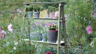 LJUVLIGT GRÖNT I TRÄDGÅRDEN