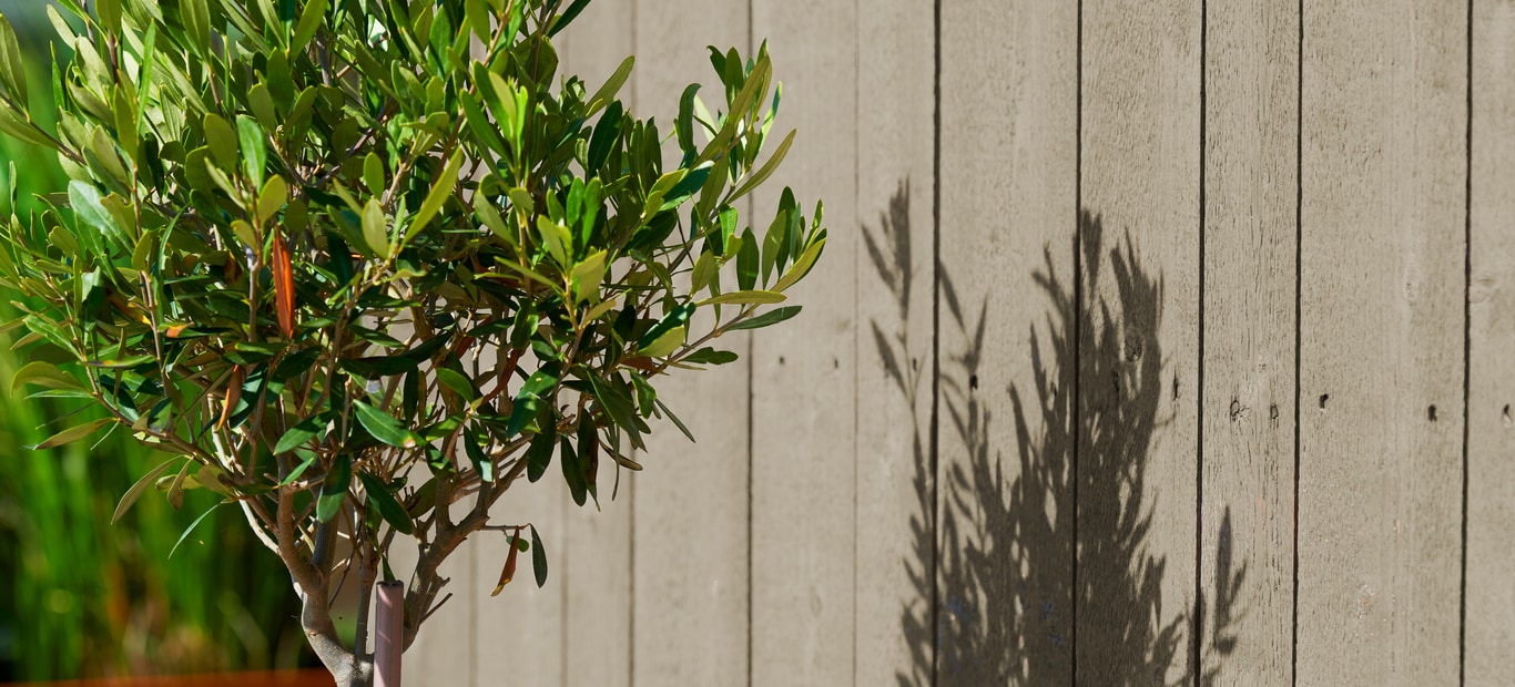 Fargen Scandinavian Rock er vakker i grønne frodige omgivelser