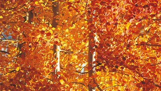 Create a warm welcome with ochre