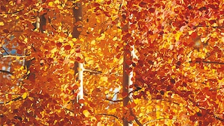 Create a warm welcome with ochre