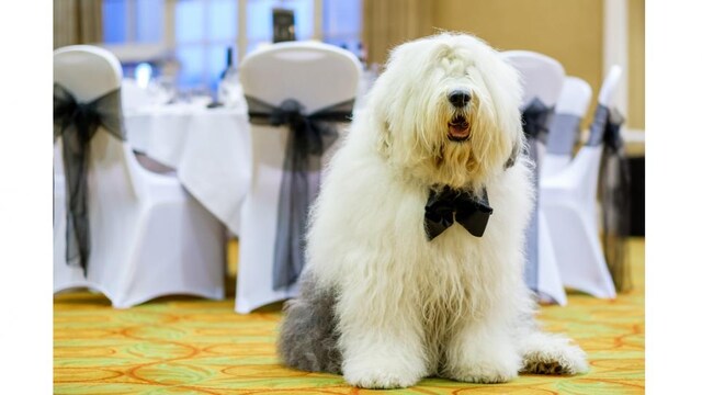 Revealed: the 2018 Decorators of the Year