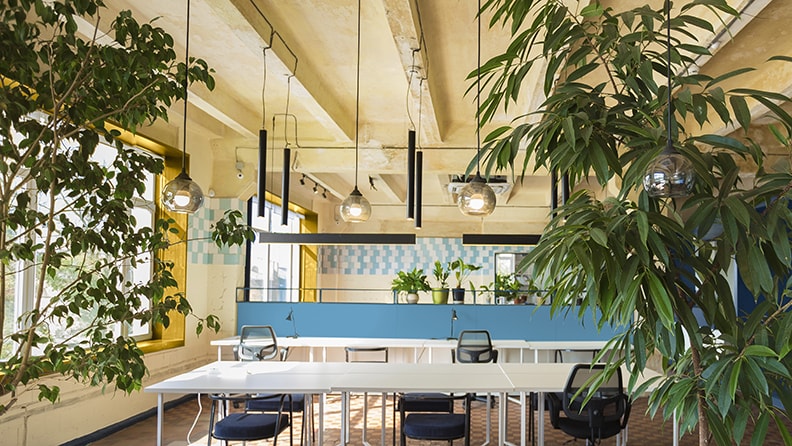 Et kontorlokale med mange planter og stærke farver på væggene