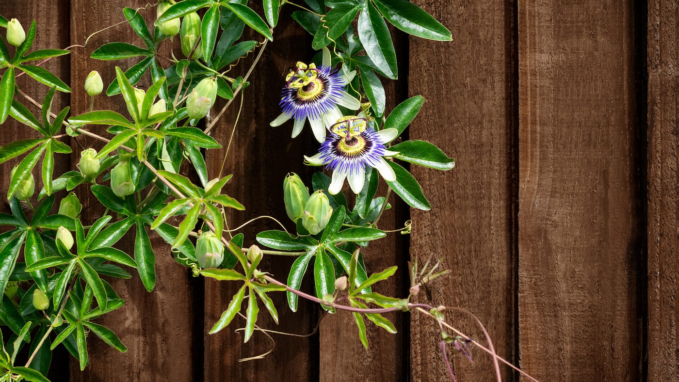 Alustame: Anna oma puitaiale värske ilma juba sellel nädalavahetusel!