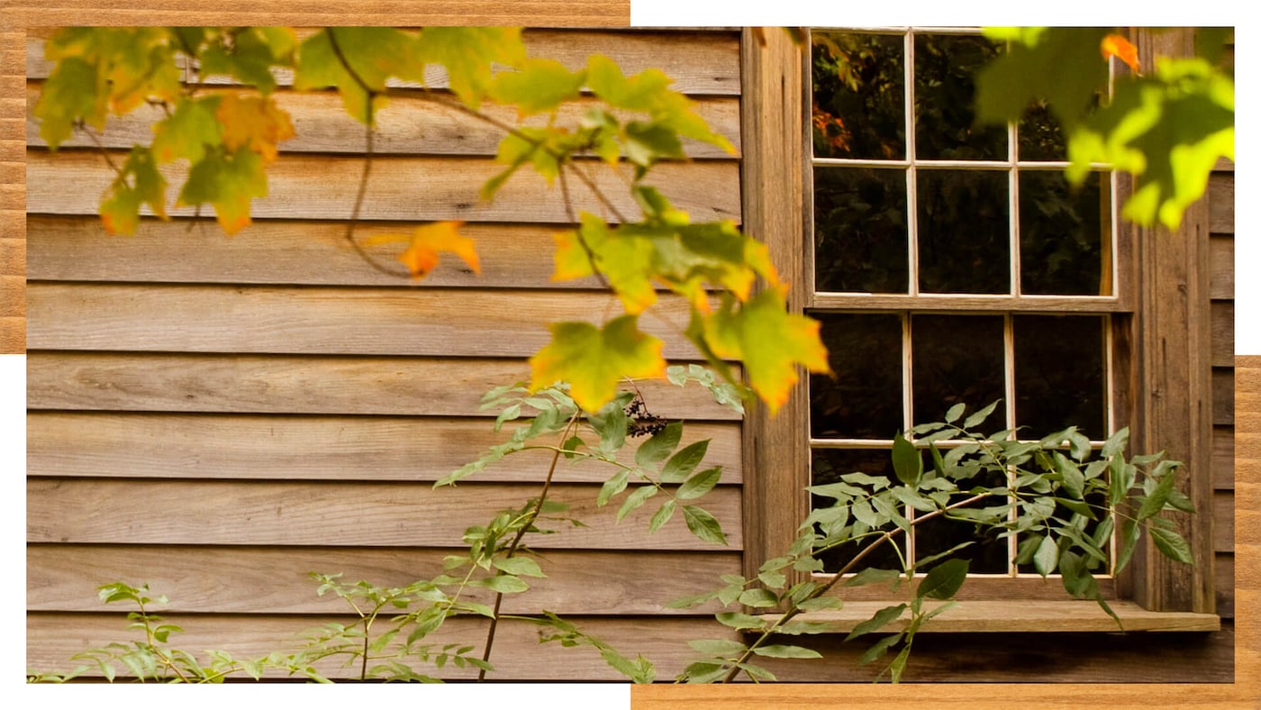 Värvitoon Nordic Pine