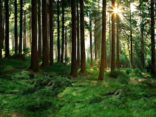 HOLZARTEN IM ÜBERBLICK