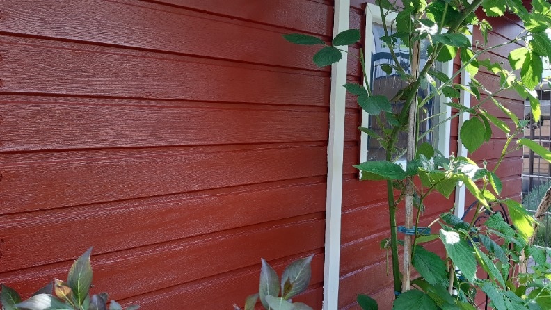 Seitenansicht eines mit Conslan Schwedenrot gestrichenen Gartenhauses mit einer rankenden Pflanze an der Seite