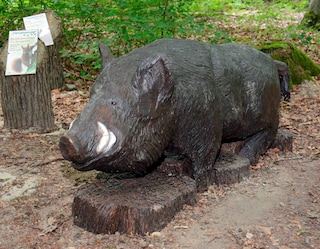 GROSSE PFLANZAKTION IM BOPPARDER STADTWALD